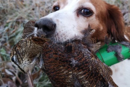 Hunting Woodcock in Sicily with Dino La Malfa