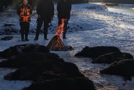 Dream hunt: magic in Croatia Wilboar show fire