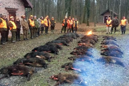 Dream hunt: magic in Croatia Wilboar meat put into the food chain