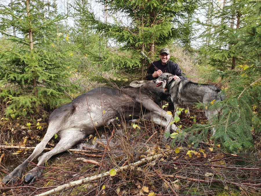Dream hunt Moose hunting in Sweden all4shooters