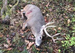 White-tailed Deer hunting in Illinois, USA A shotted down buck
