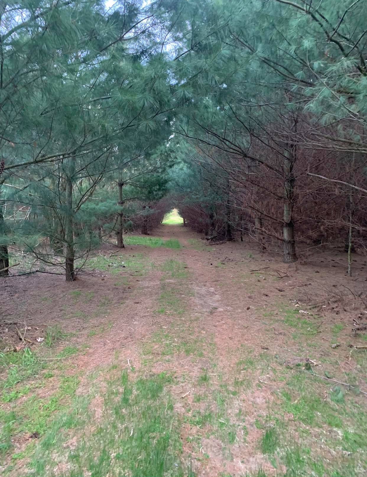 culture: Dream hunt: white-tailed deer hunting in Illinois, USA