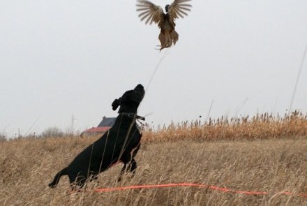 Upland bird shooting, Green Acres, Illinois, USA A black lab flushing a cock ringneck pheasant.