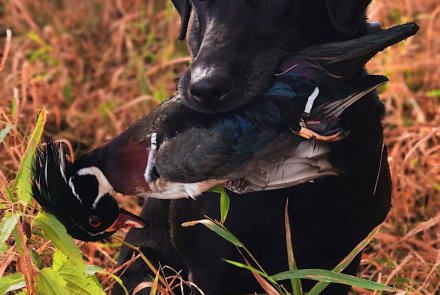 Upland bird shooting, Green Acres, Illinois, USA A black labrador on woodcduck retrieve.
