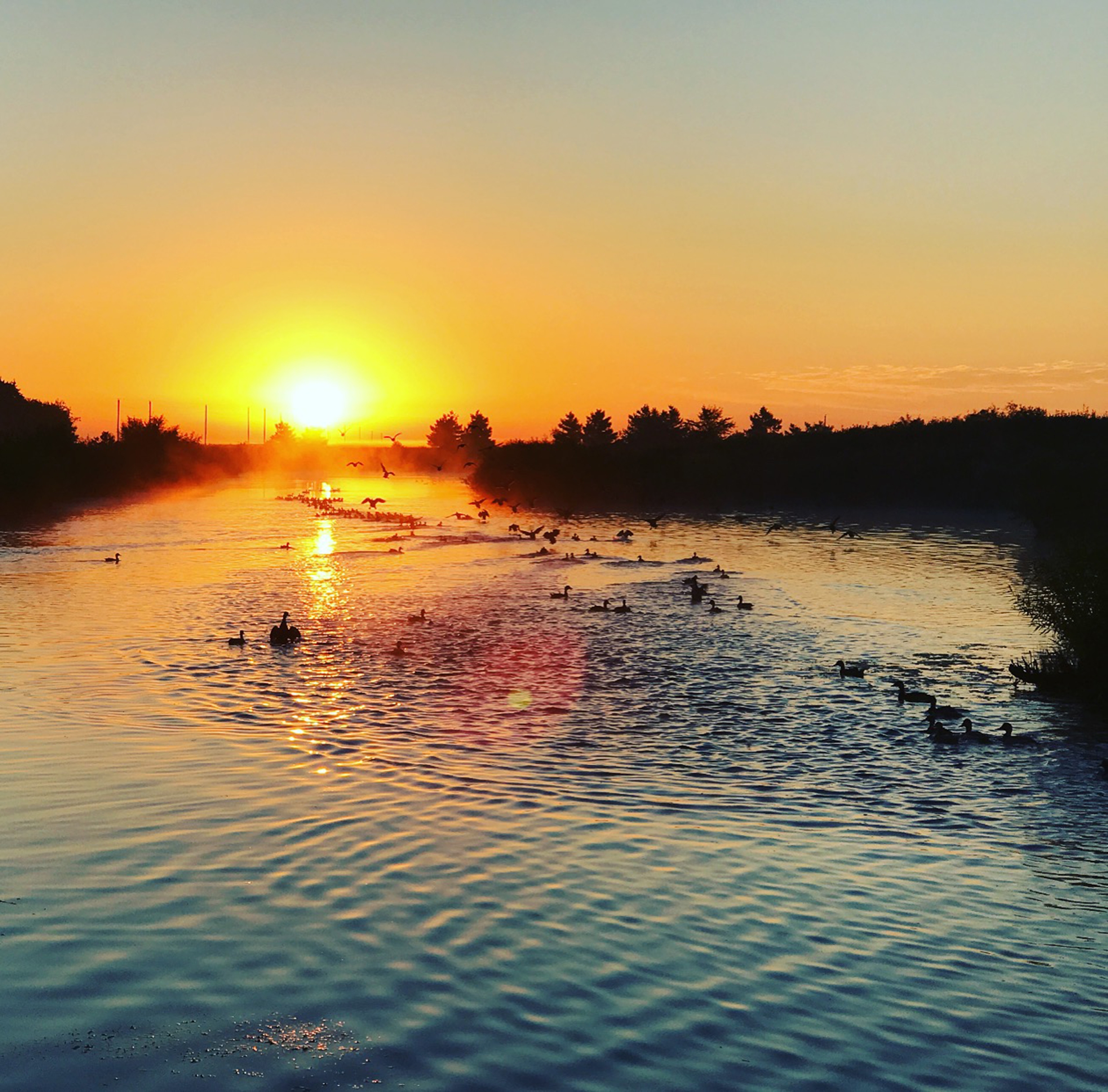 culture: Dream hunt: upland bird shooting in Illinois, USA