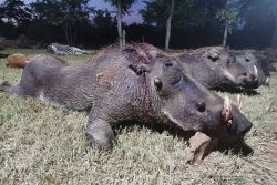 Report: driven hunting in South Africa - Which guns, ammo and optics are used? driven hunting in South Africa : warthogs