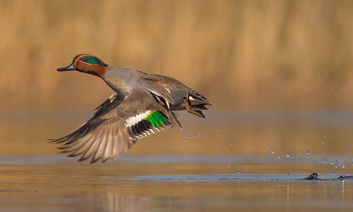 culture: FACE: Why EU must listen to Europe's 7 million hunters. International Conference in Brussels on Oct 26, 2022