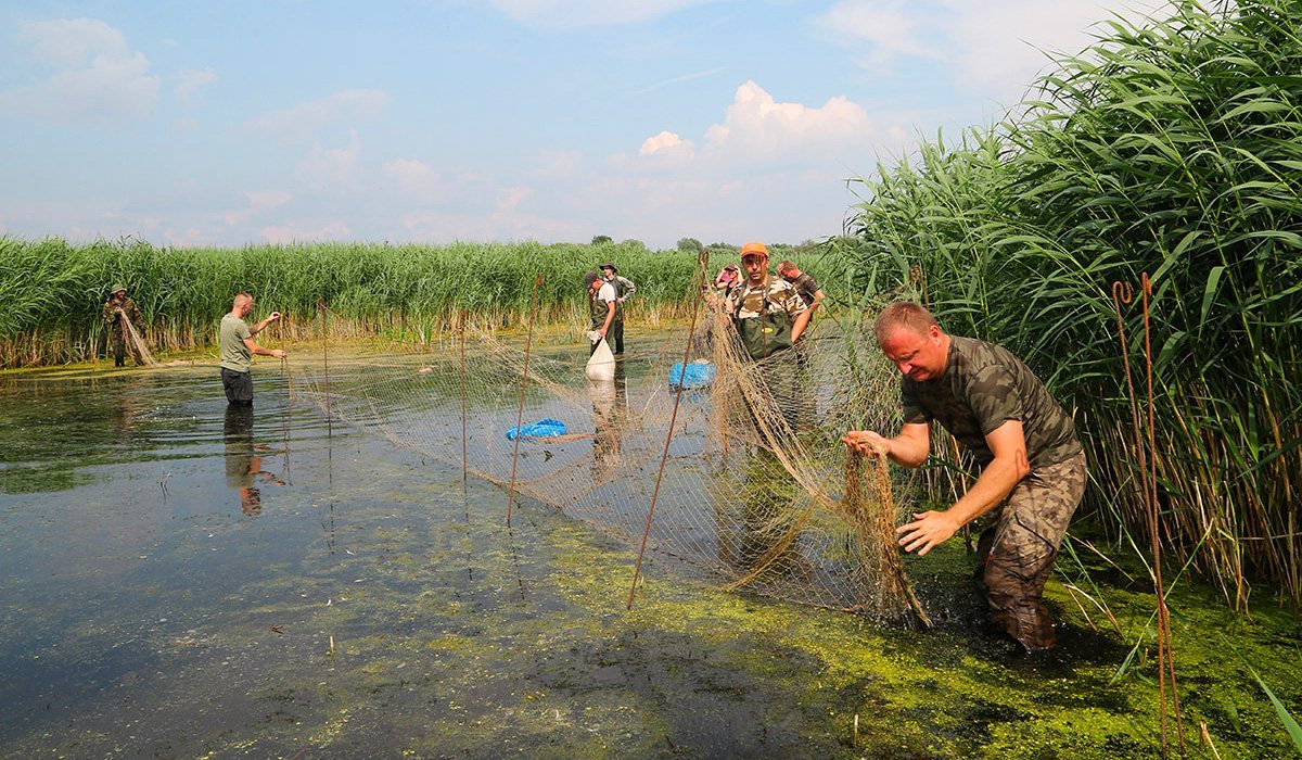 culture: FACE's 8th Biodiversity Manifesto Report: how hunters contribute to nature restoration