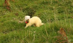 Ferreting for rabbits in Scotland Ferret wearing the tracking collar