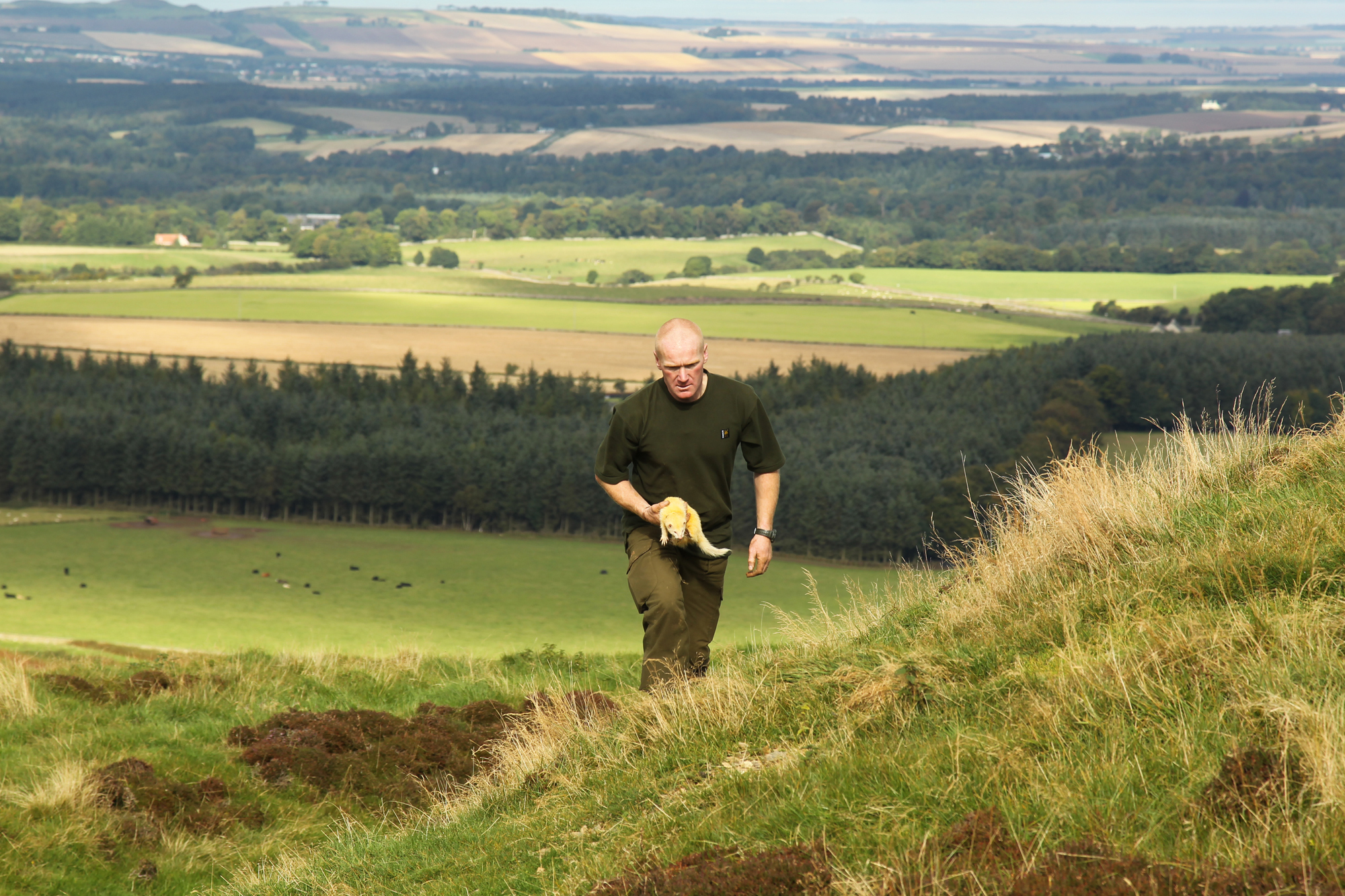 hunting: Ferreting for rabbits in Scotland
