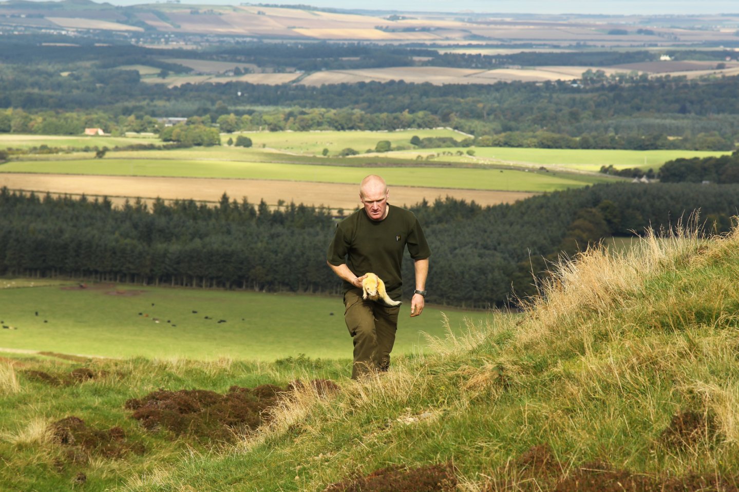 Ferreting for rabbits in Scotland Keeper with ferret during hunting rabbit
