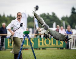 The Game Fair 2017: review Falconry display at The Game Fair 2017