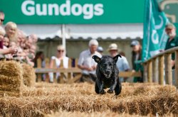 The Game Fair 2017: review Have a go gundog scurry at the Game Fair 2017