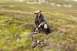 Grouse shooting over pointers in the Scottish Highlands Grouse over pointers: hunter with final bag