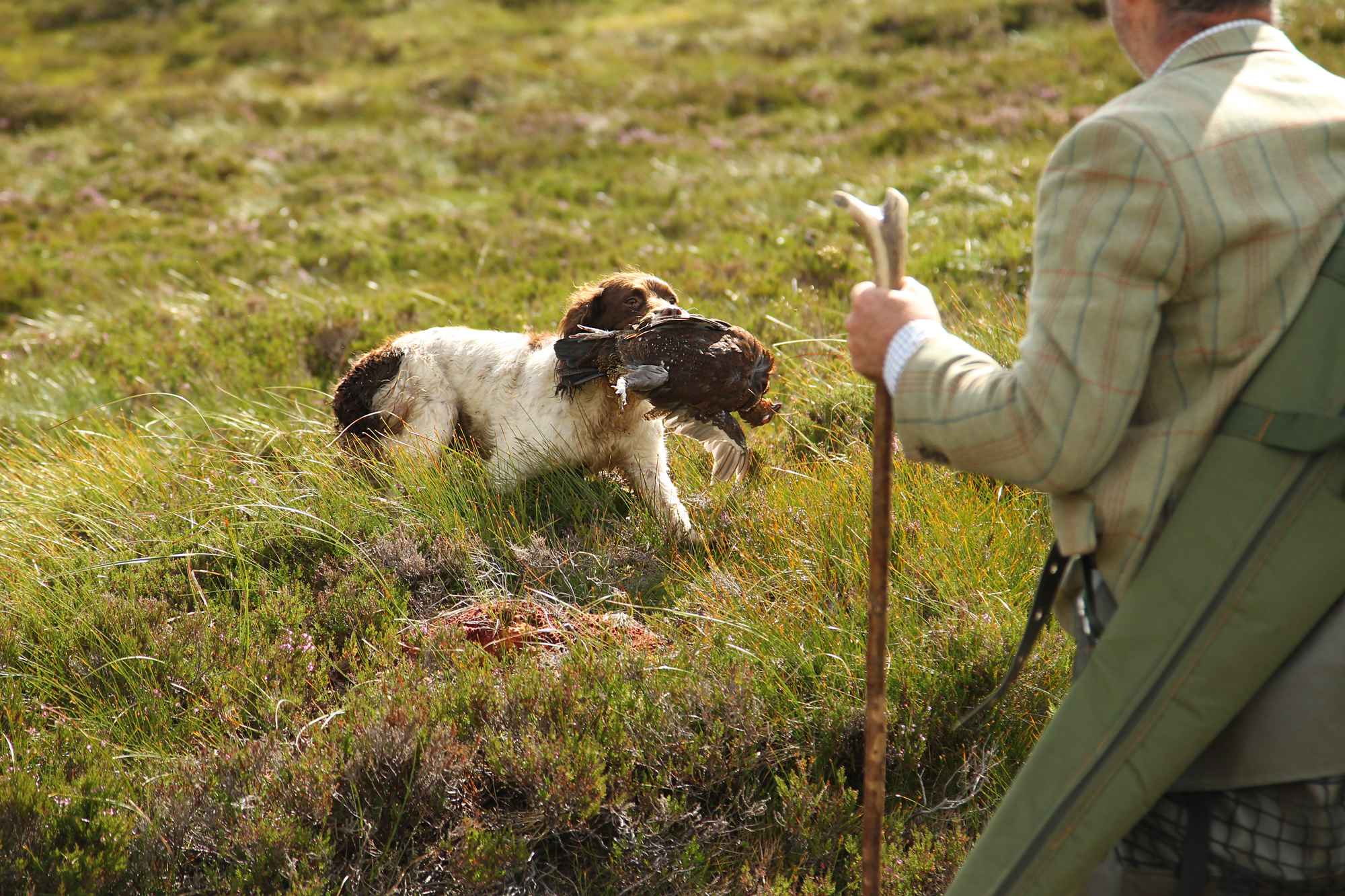 hunting: Grouse shooting over pointers in the Scottish Highlands