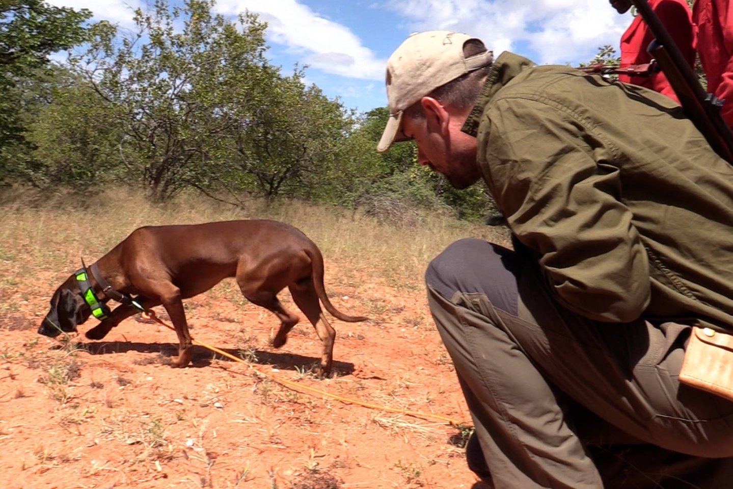 How the Coronavirus influences hunting in Africa - A report live from a driven hunt on the Limpopo in South Africa Driven hunt on the Limpopo in South Africa