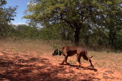 How the Coronavirus influences hunting in Africa - A report live from a driven hunt on the Limpopo in South Africa Driven hunt in South Africa: Bavarian Mountain Scent Hound at work
