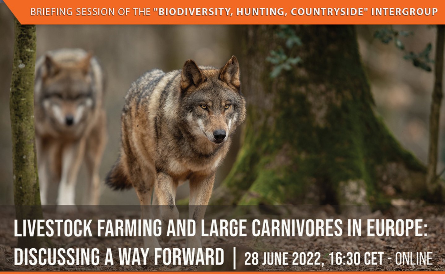 Save the date: on June 28, 2022, online briefing session on livestock farming and large carnivores in Europe An online briefing session