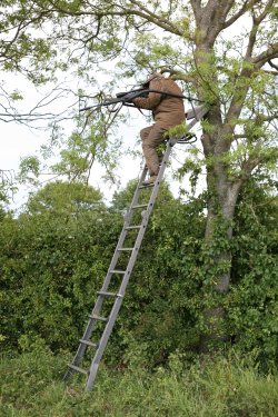 Hunting muntjac in England Hunter using 1m high seat.