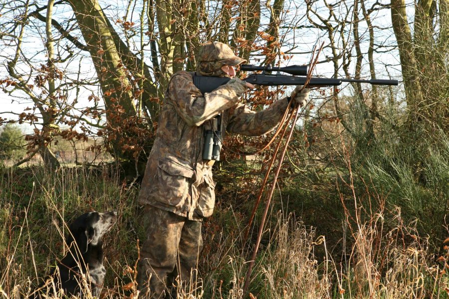 Hunting muntjac in England Hunter shooting during hunting Muntjac