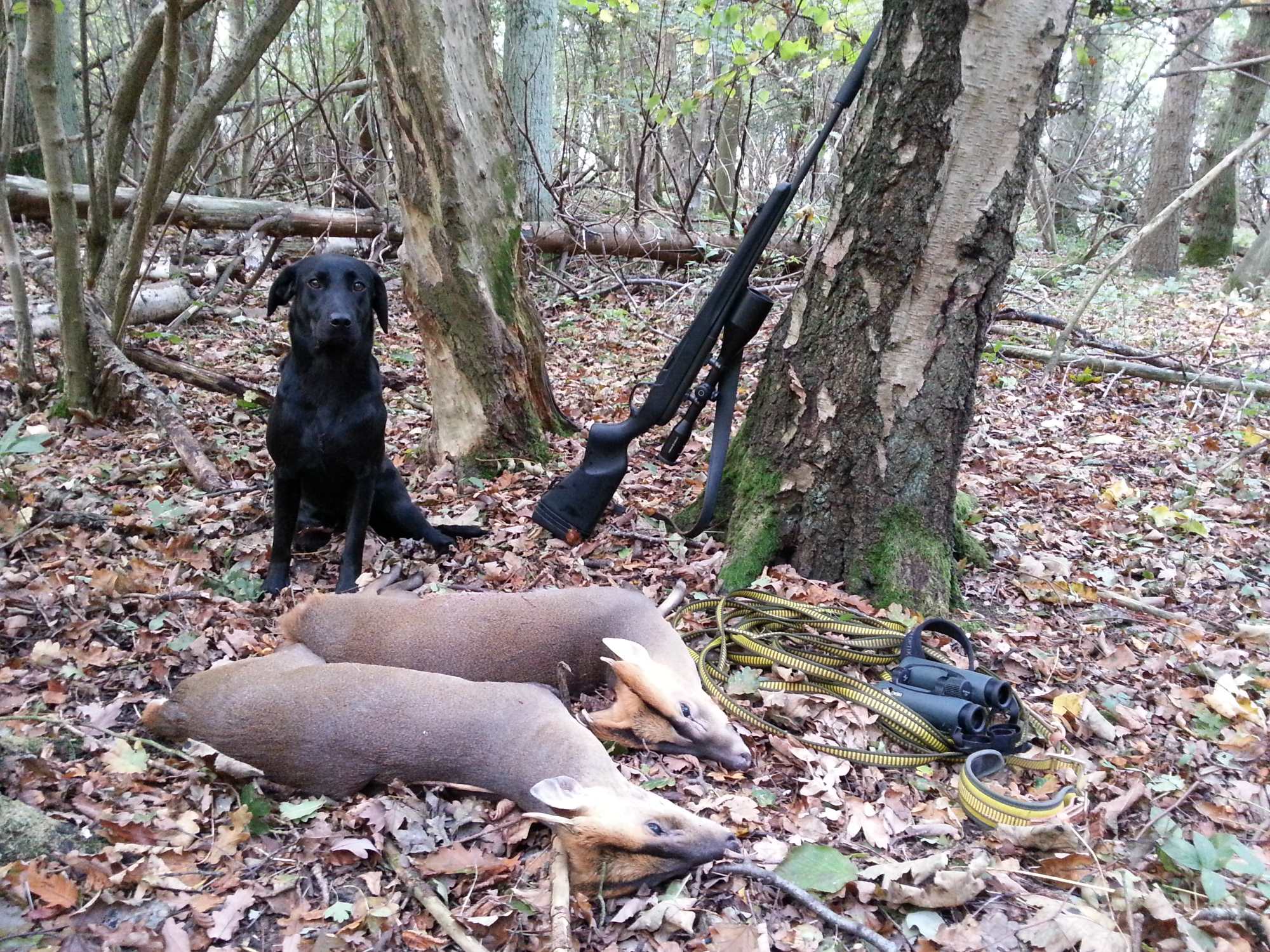hunting-stories: Stalking muntjac by sound