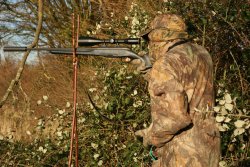 Stalking muntjac by sound Calling muntjac: hunter camouflaged