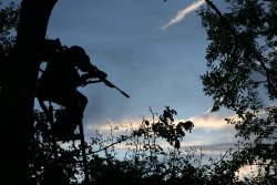 Stalking muntjac by sound Stalking muntjac in the evening: hunter on a high seat