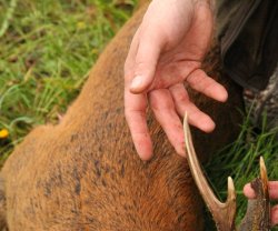 Scottish Roe Deer Stalking: II part Antlers of the buck