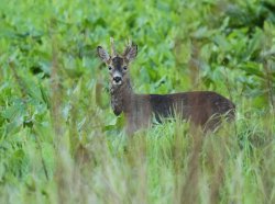 Stalking Fife’s Roe Deer with a camera Old roe buck in vegatation