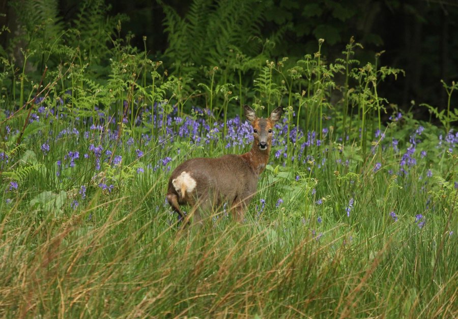 Stalking Fife’s Roe Deer with a camera A roe doe deer in springtime with scottish bluebells in the background