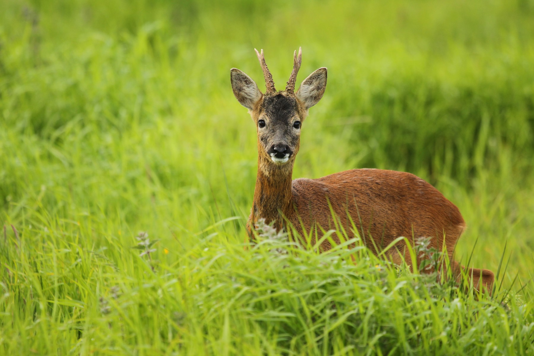 hunting-stories: Stalking Fife’s Roe Deer with a camera