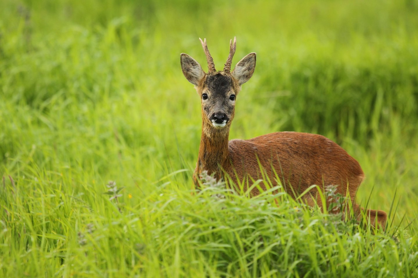 Stalking Fife’s Roe Deer with a camera Young roe buck springtime