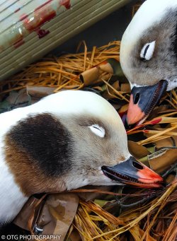 Dream hunt with Ryan Baudhuin: duck hunter, photographer, videographer, and adventurer
Old squaw drakes on Lake Huron.