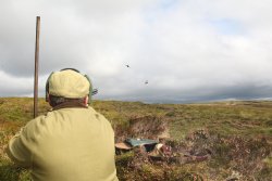 Shooting driven grouse Grouse approaching butt