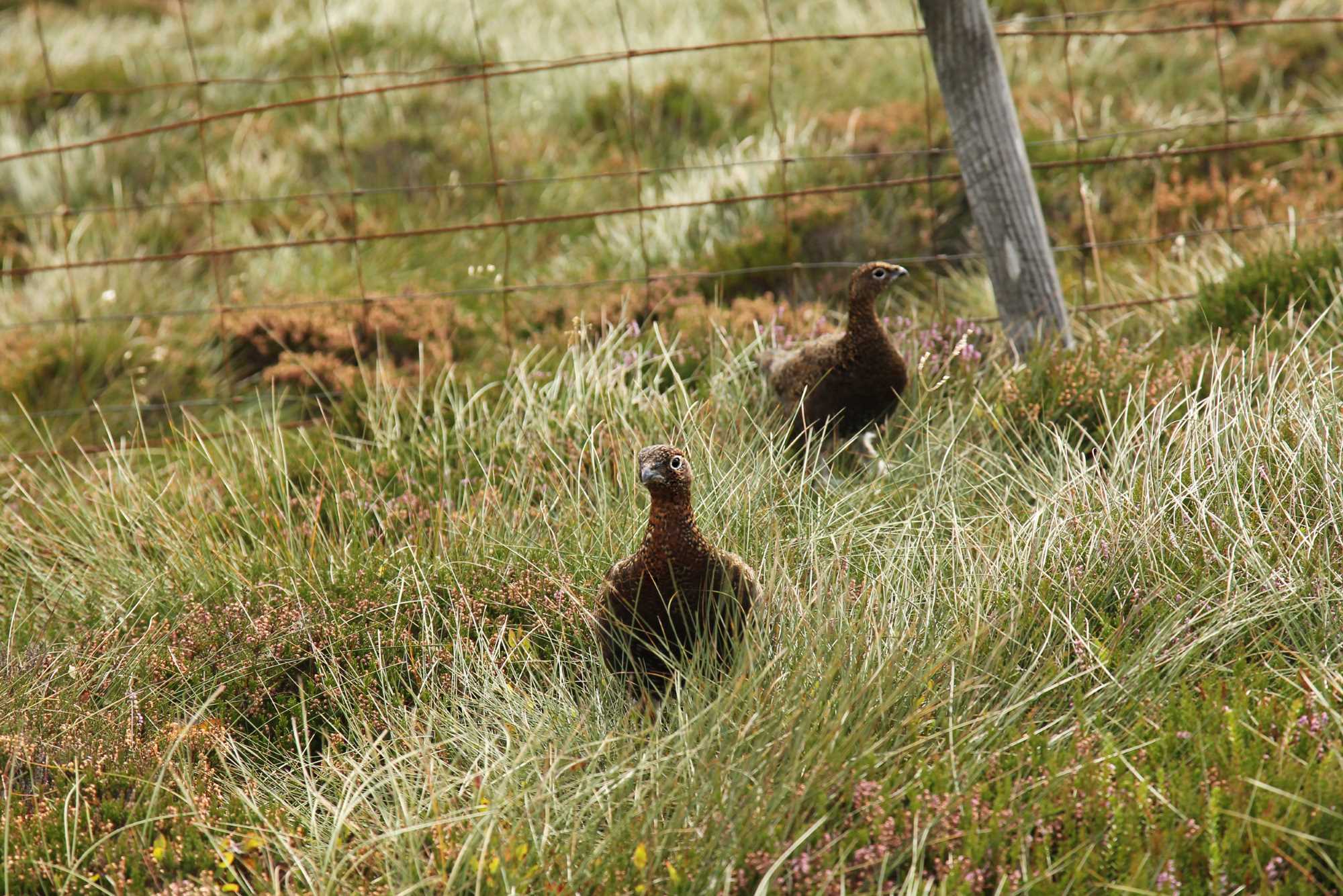 hunting: Shooting driven grouse in Scotland