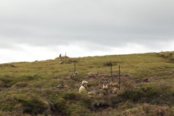 Shooting driven grouse Guests in grouse butts