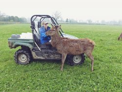 Sophie Littlewood: Deer Stalker, Deer artist and aspiring collector of exotic deer species. Sophie Littlewood with a young red stag