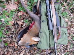 Hunting Muntjac: how to hunt them successfully A bugged muntjac