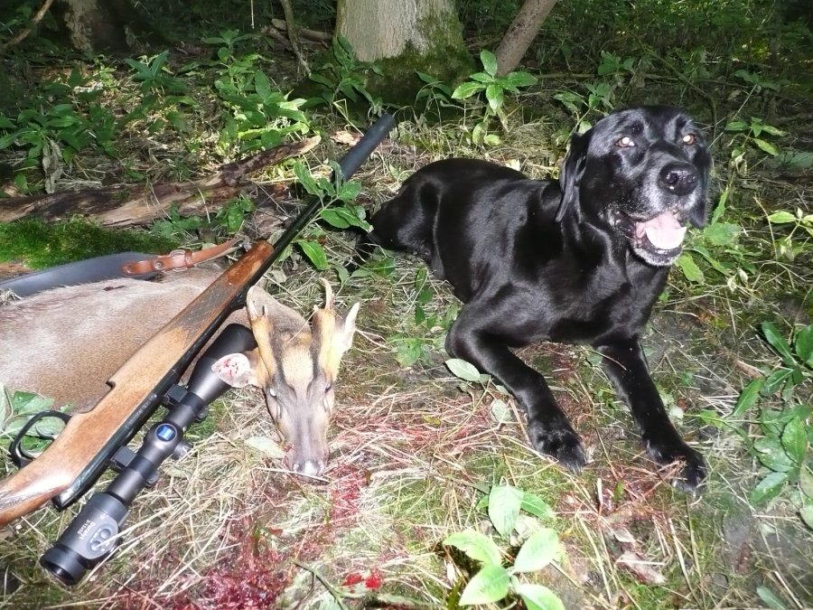 Hunting Muntjac: how to hunt them successfully Dog with an old buck killed.