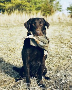 Upland bird shooting, Green Acres, Illinois, USA Chocolate lab holding a Chukar partridge during an upland hunt