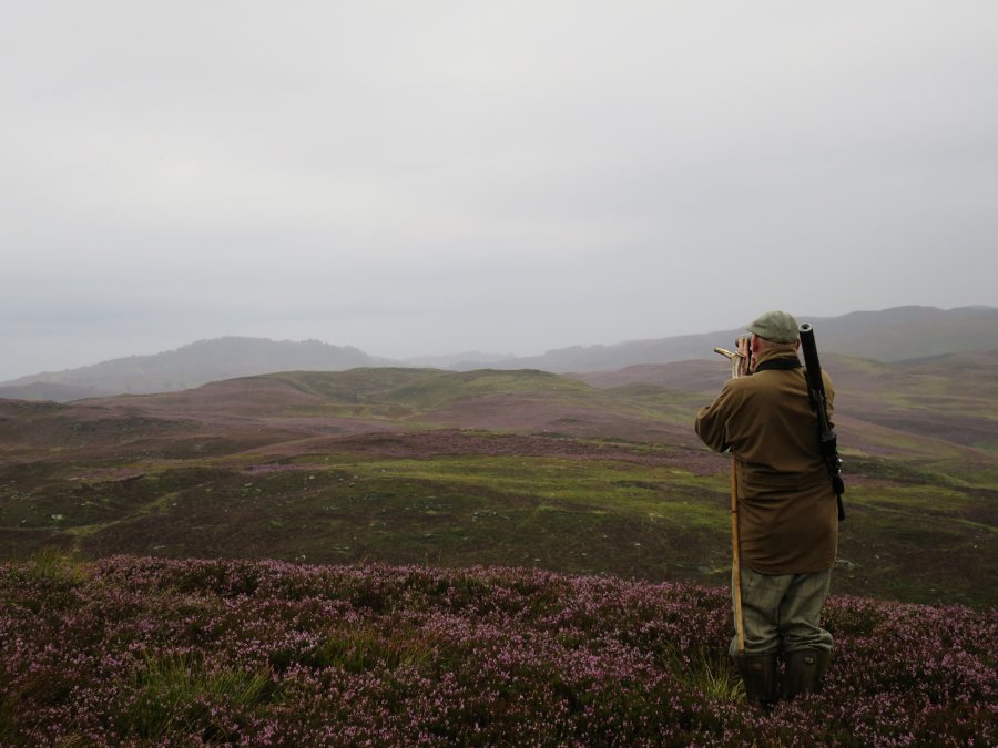 USA Hunters visit Scotland to shoot grouse and hunt deer Deerstalker looks out at dawn.