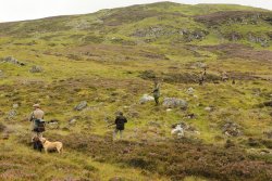 USA Hunters visit Scotland to shoot grouse and hunt deer Walked up grouse shooting