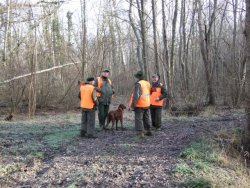 Wild boar hunt in France with David Gauthier Hunters with dogs