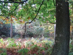 Wild boar hunt in France with David Gauthier Wild boar in undergrowth