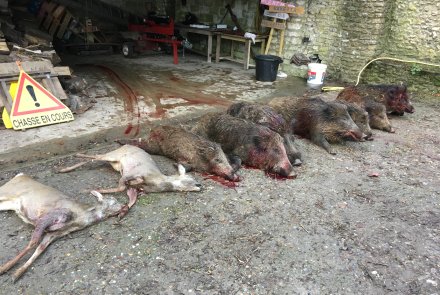 Wild boar hunt in France with David Gauthier Wild boar village hunt bag