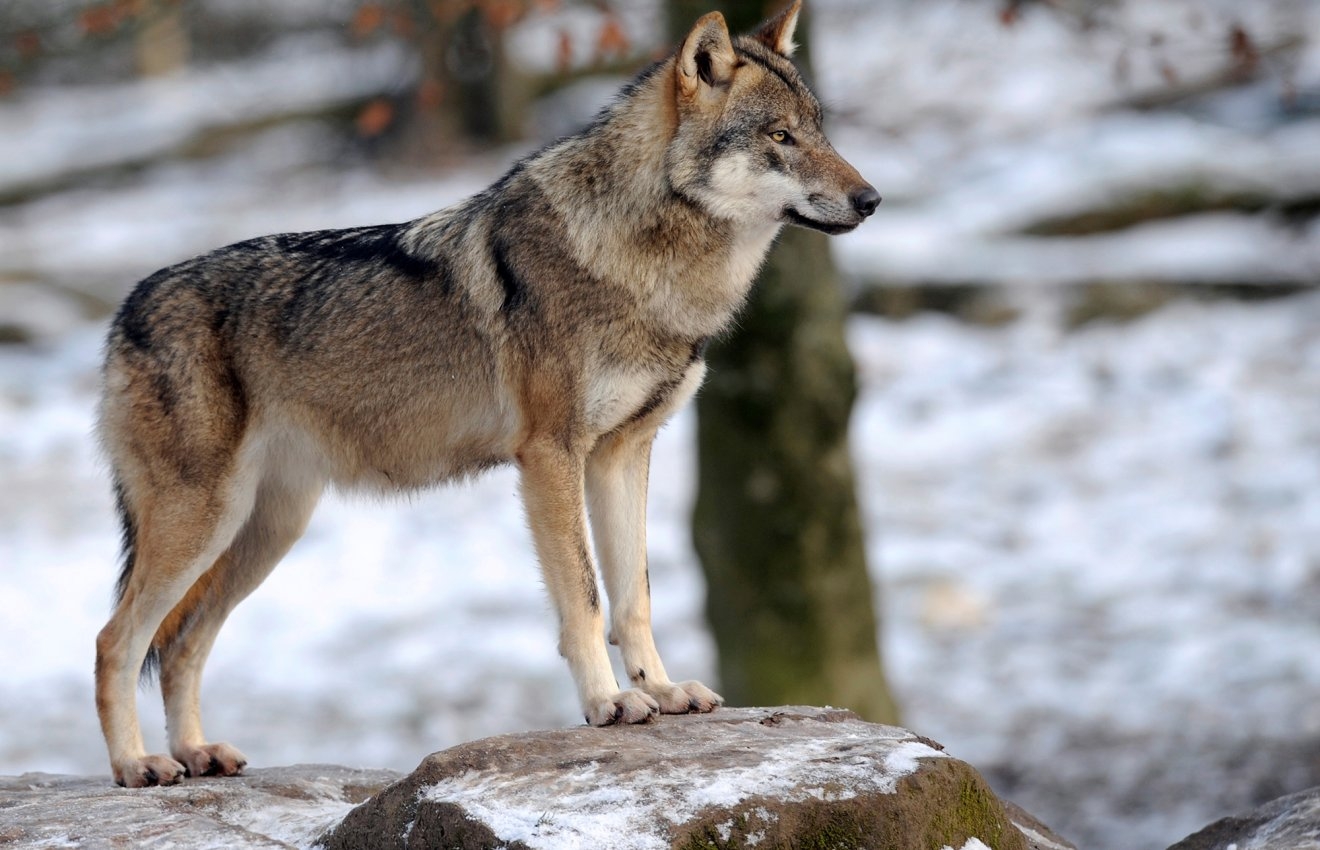 culture: Wolves in Europe, an Open Letter to Commission President Von Der Leyen from FACE