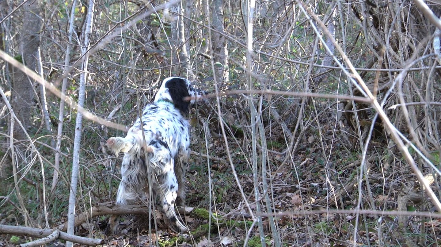  A dog pointing during the hunt. 