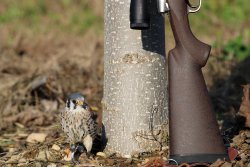 Nesika Sporter in .308 Winchester – An elite long range rifle for real connoisseurs  The Bell & Carlson brown carbon fiber stock of the Nesika Sporte