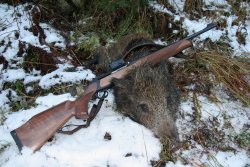 Sauer 303 Sauer 303