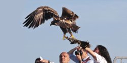 2015 Game Fair in Grosseto (Italy) 2015 Game Fair in Grosseto (Italy)